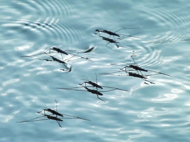 Mosquitos in water