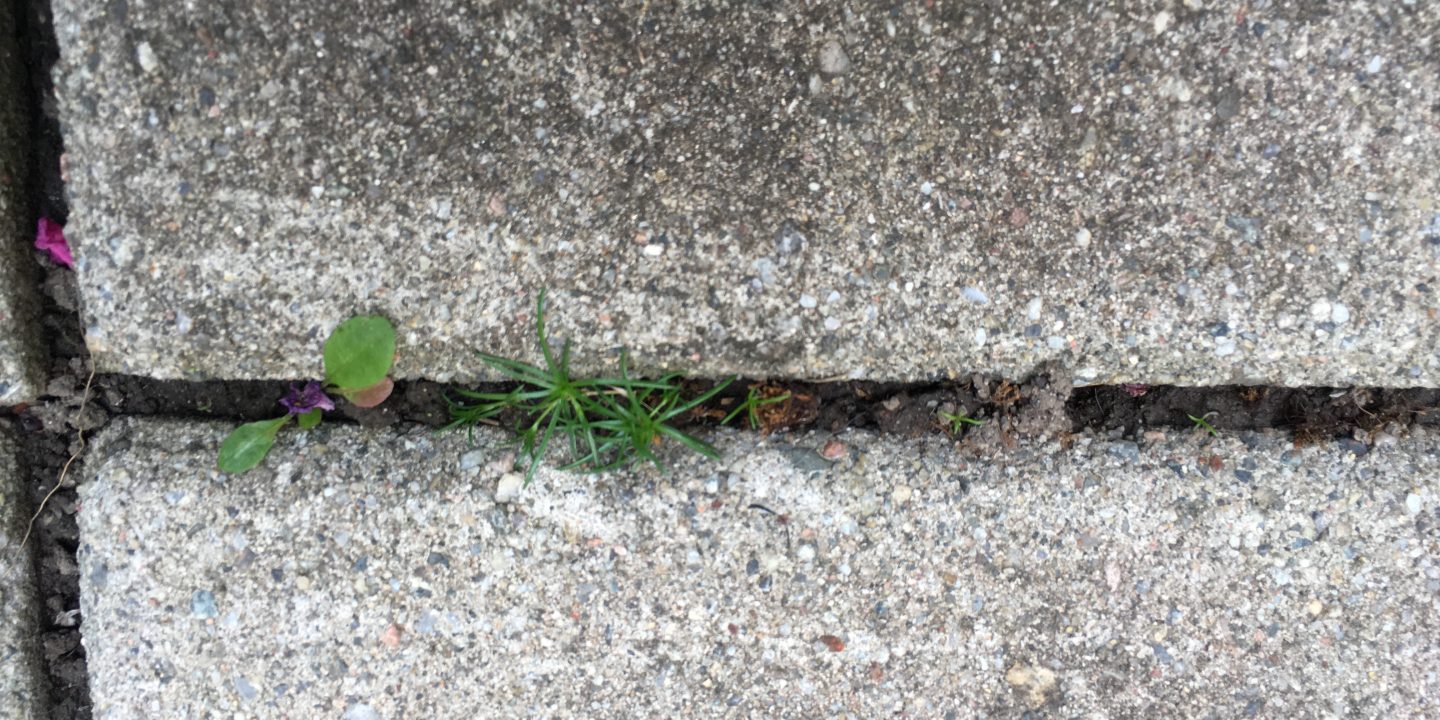 How to stop weeds from growing between pavers?