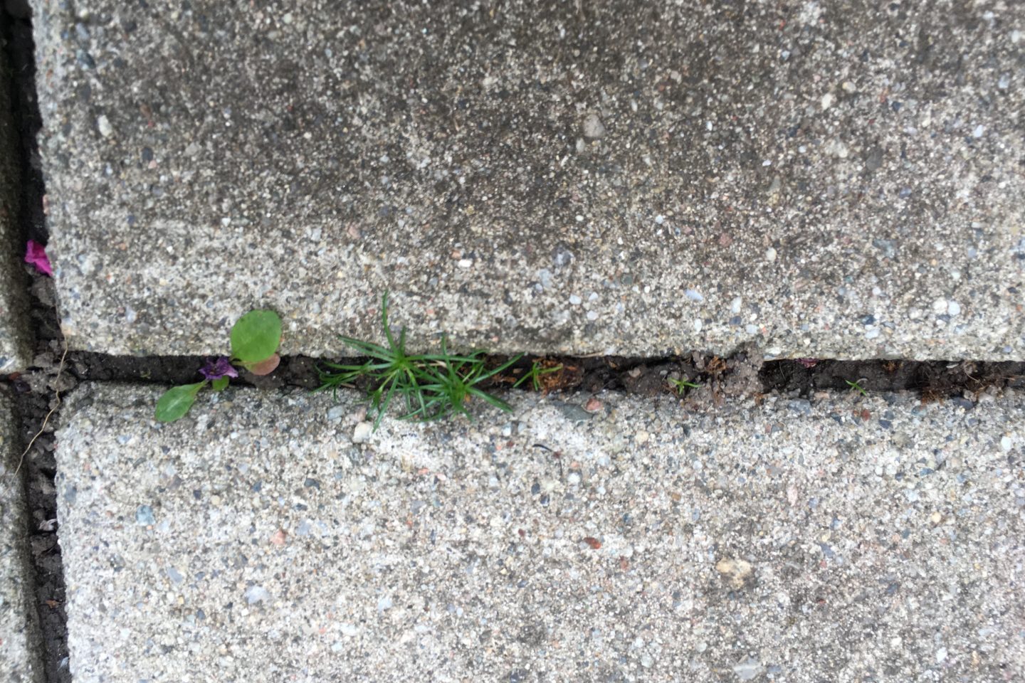 How to stop weeds from growing between pavers?